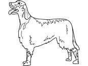 coloriage english setter